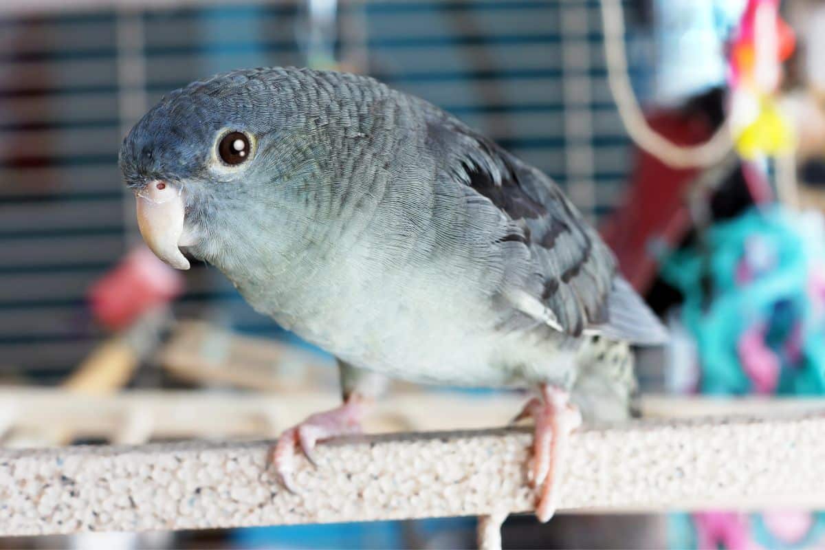 An adorable Lineolated Parake perched in a cage.