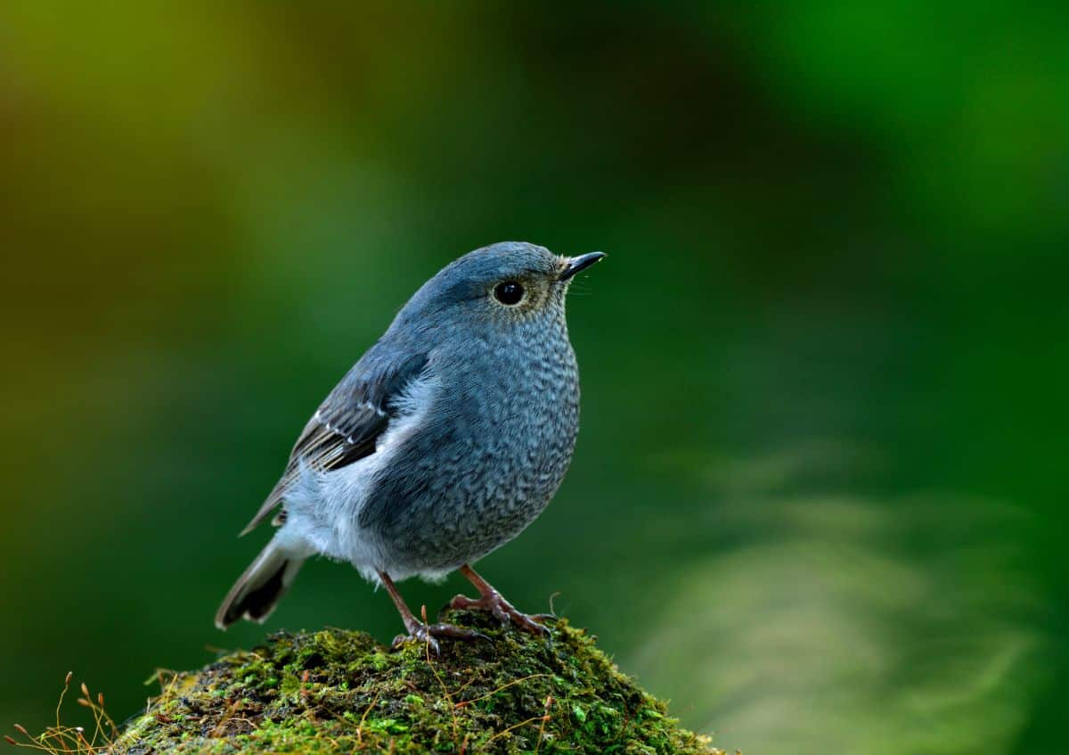 An adorable Plumbeous Water Redstart perched on a moss-covered rock.