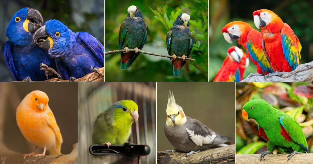17 Birds That Can Be Kept Without Cage (Photos Included) facebook image.