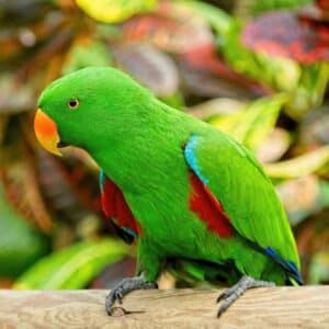 A beautiful colorful Eclectus perched on a wooden pole.