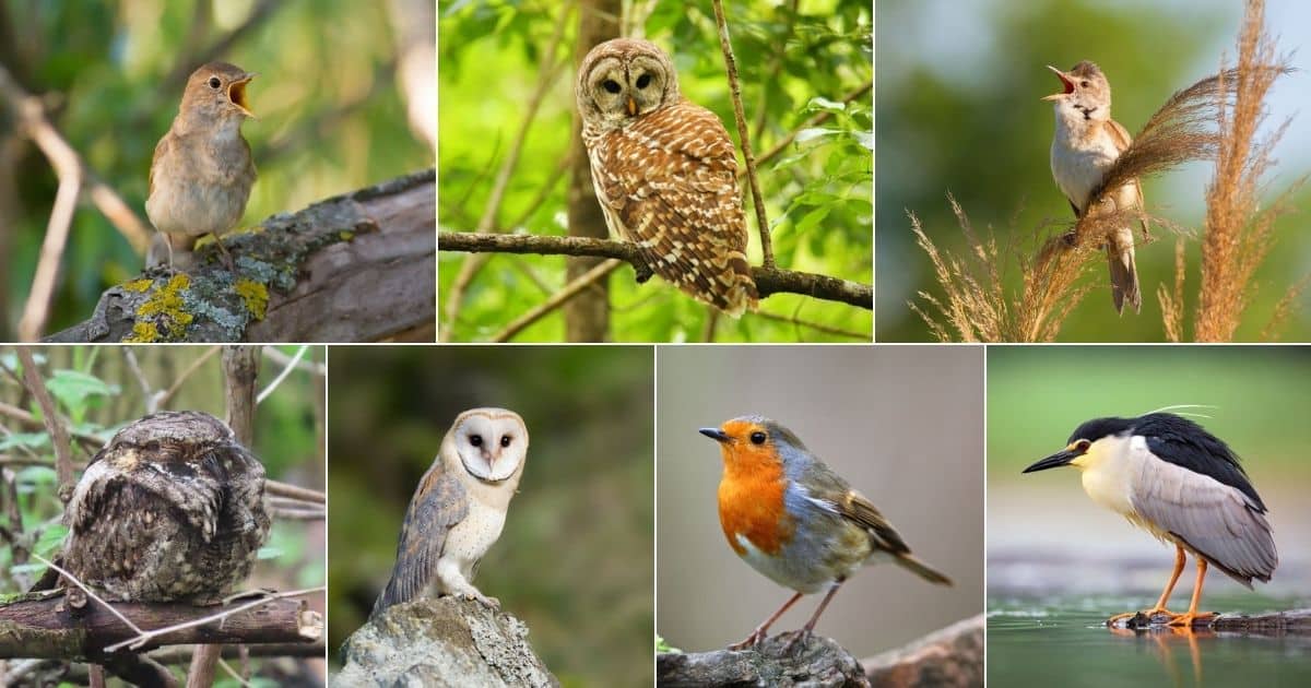 17 Birds That Love to Sing at Night (Audio Samples Included) facebook image.