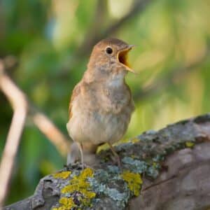 An adorable chirping Common Nightingale perched on a wooden log.