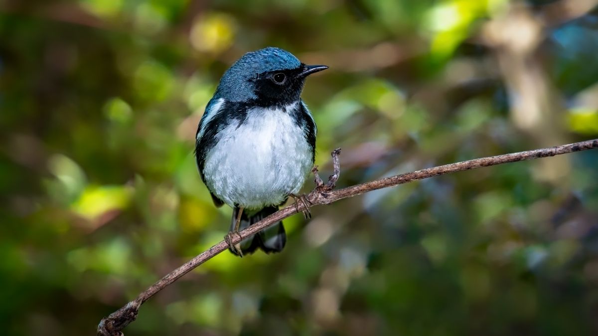 An adorable Black-throated Blue Warbler perched on a thin branch.