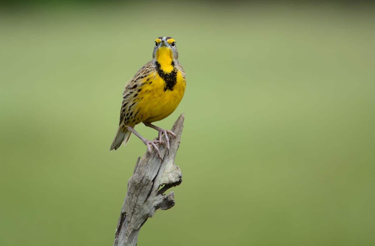 An adorable Eastern Meadowlark perched on a wooden log.