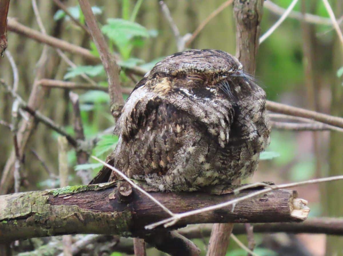 An adorable sleeping Eastern Whip-poor-will on a branch.
