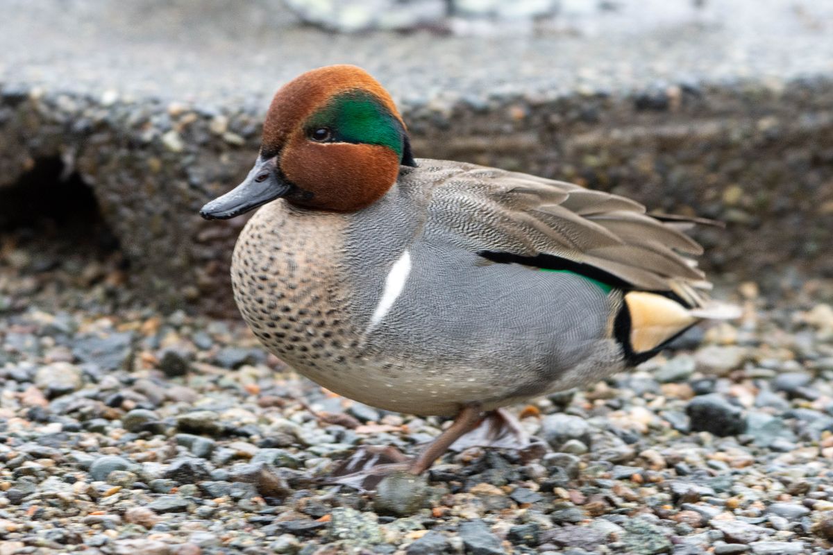 A beautiful multicolored Green-winged Teal walking on a shore.