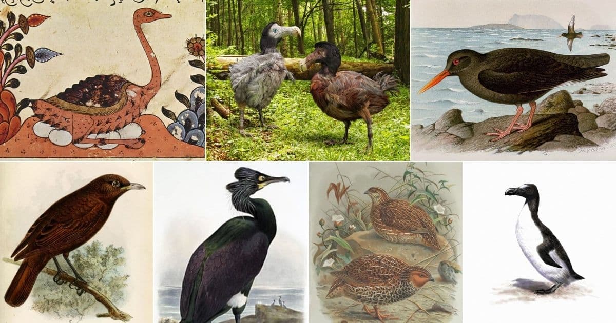 17 Incredible Birds That Have Gone Extinct (with Photos) facebook image.