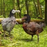 Two artificial Dodo Birds in a forest.