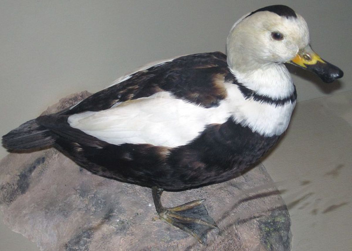 A stuffed Labrador Duck in a museum.