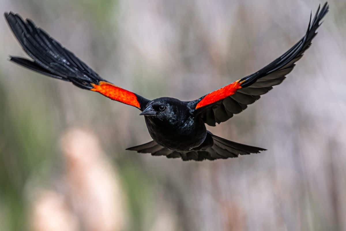 A beautiful flying Red-winged Blackbird.