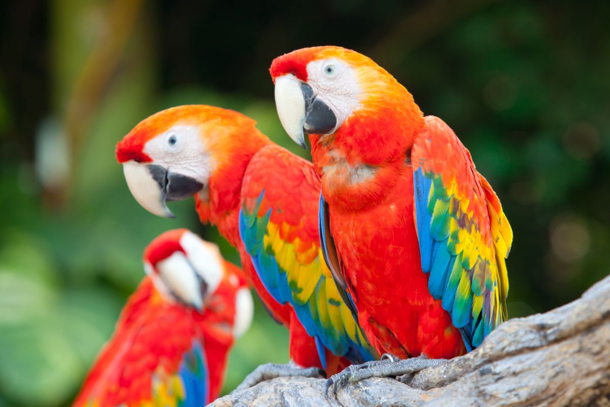 Three beautiful Scarlet Macaws perched on a branch.