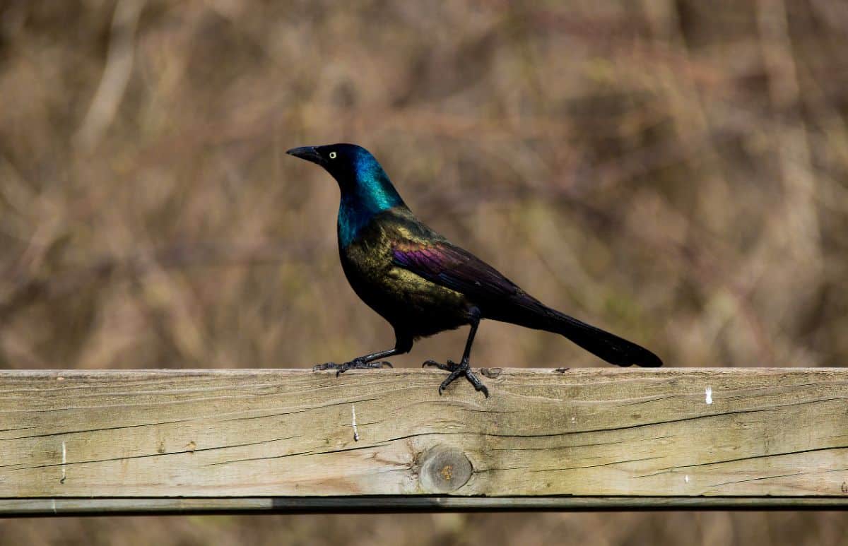 A beautiful Grackle perched on a wooden board.