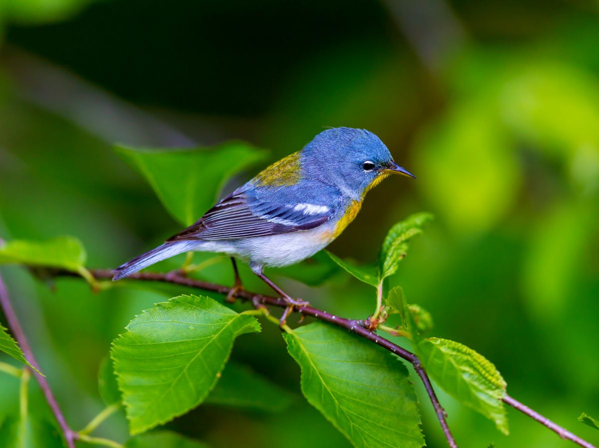 A beautiful Northern Parula perched on a thin branch.