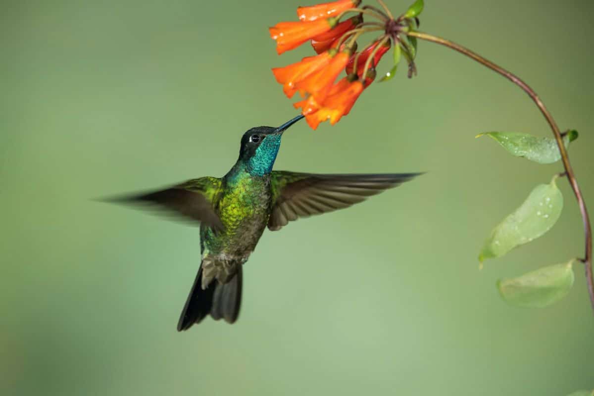 A beautiful Rivoli’s Hummingbird sipping nectar from orange flowers.