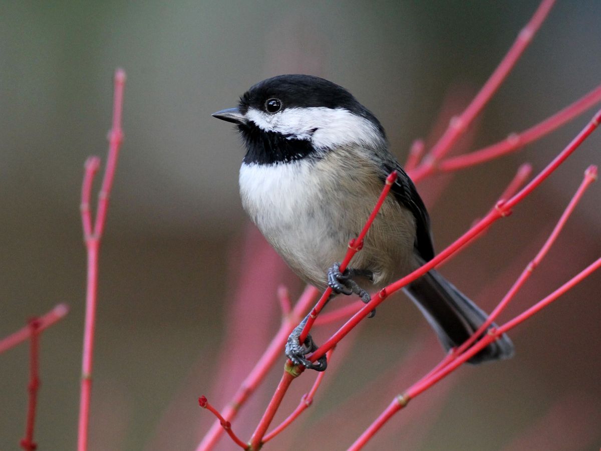 An adorable Black-capped Chickadee perched on thin red branches.
