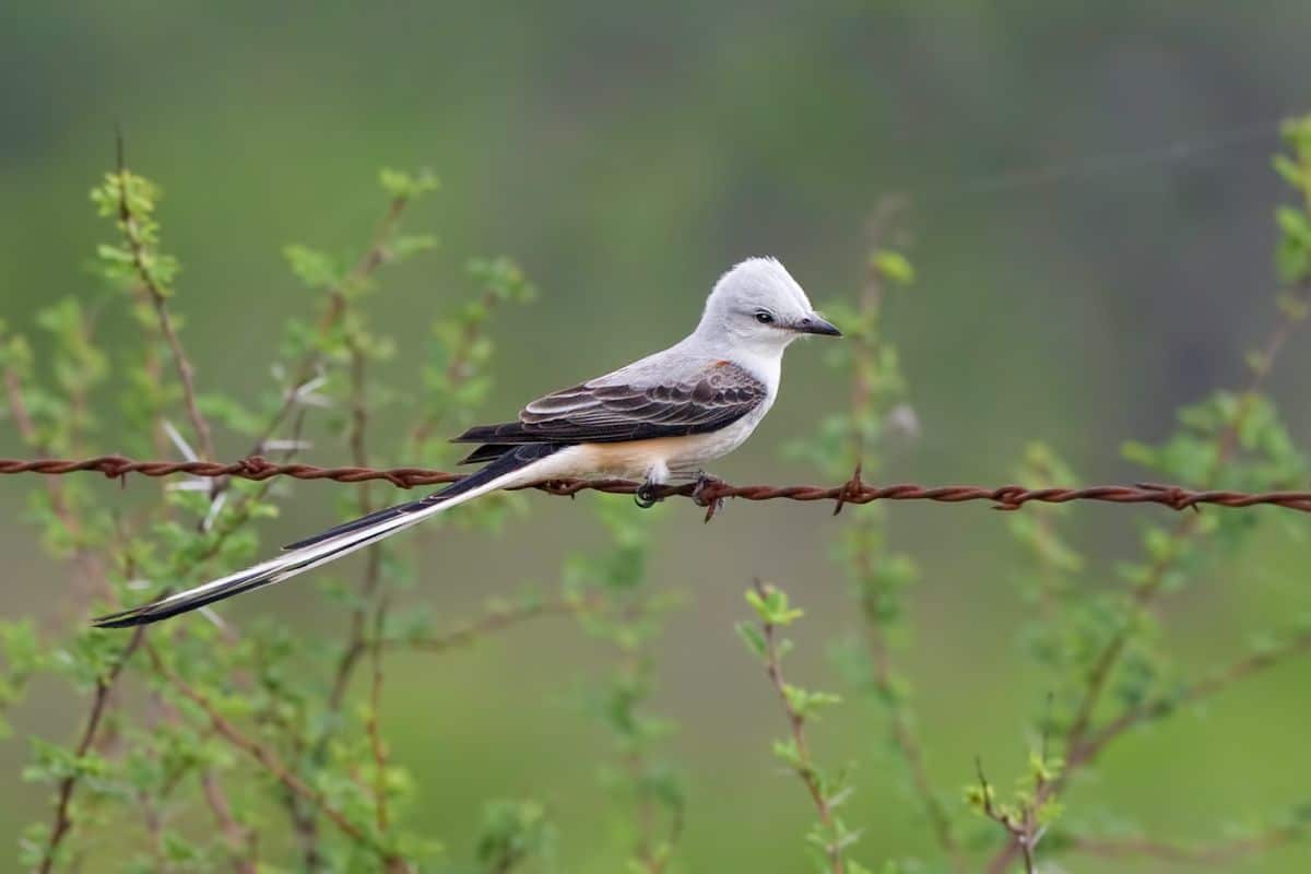 An adorable Scissor-tailed Flycatcher perched on a rusted wire.