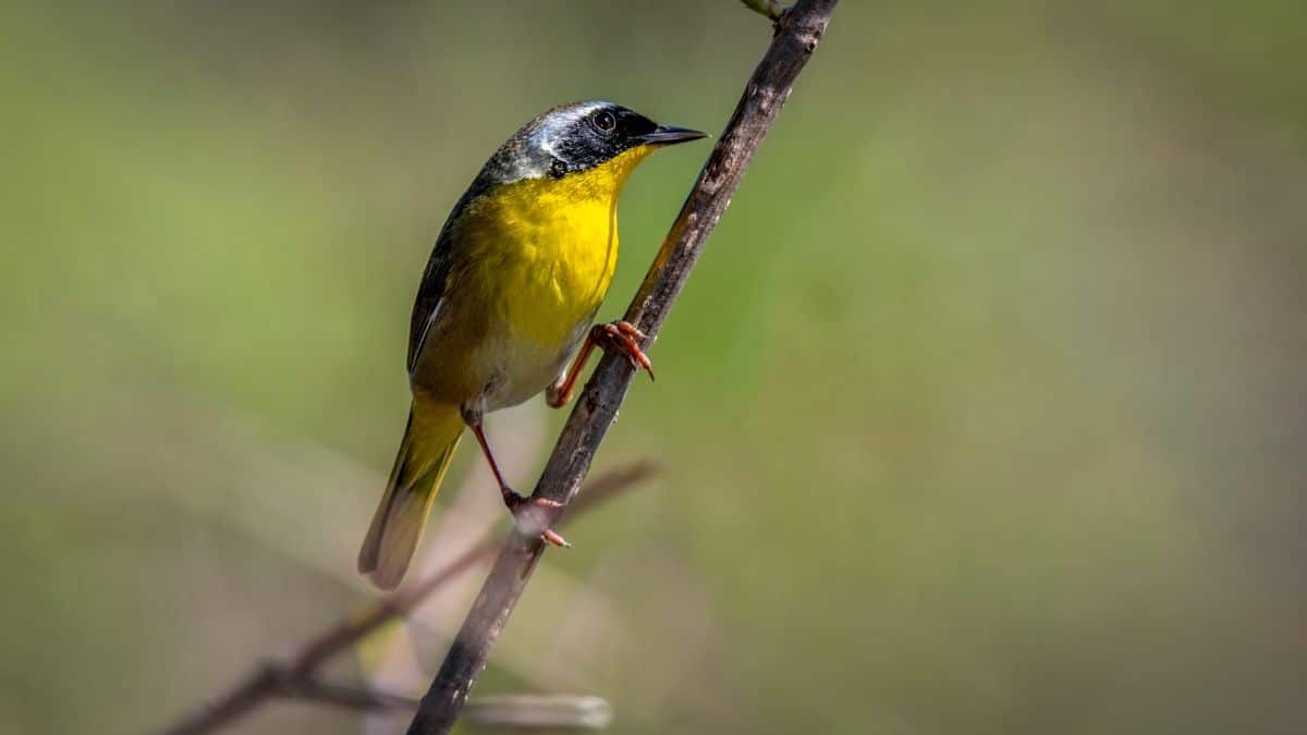 An adorable Yellow-throated Warbler perched on a branch.