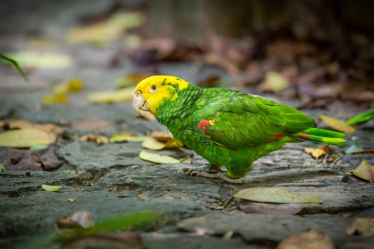 A beautiful Amazon Parrot perched on the ground.