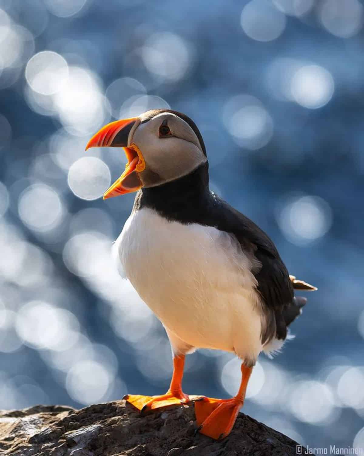 A cute Atlantic Puffin perched on a rock with an open beak.