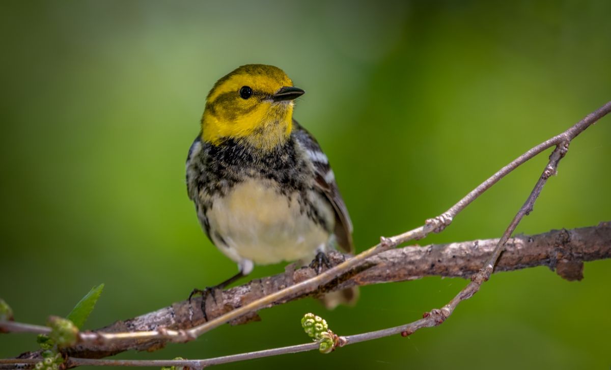 An adorable Black-throated Green Warbler perched on a branch.