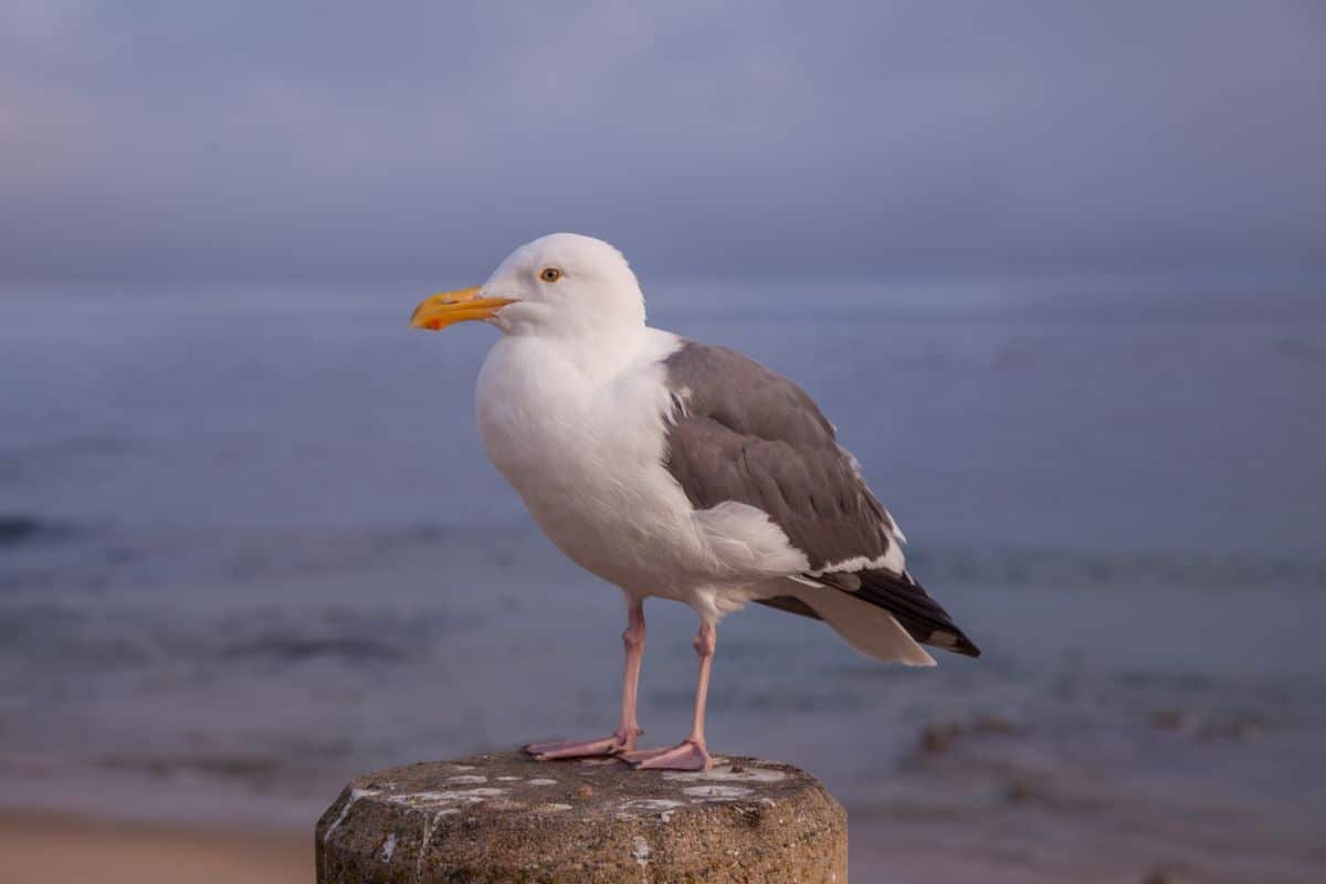 An adorable California Gull perched on a wooden pole.