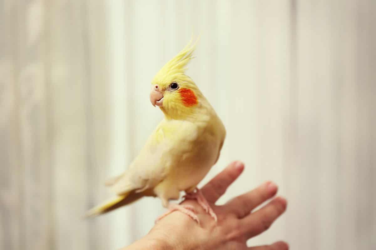 An adorable Cockatiel perched on a hand.