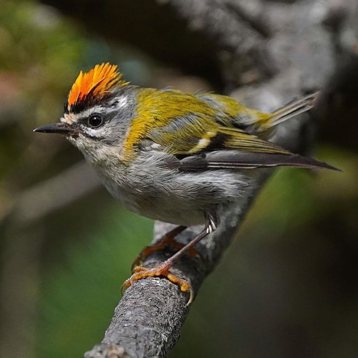 An adorable Common Firecrest perched on a branch.
