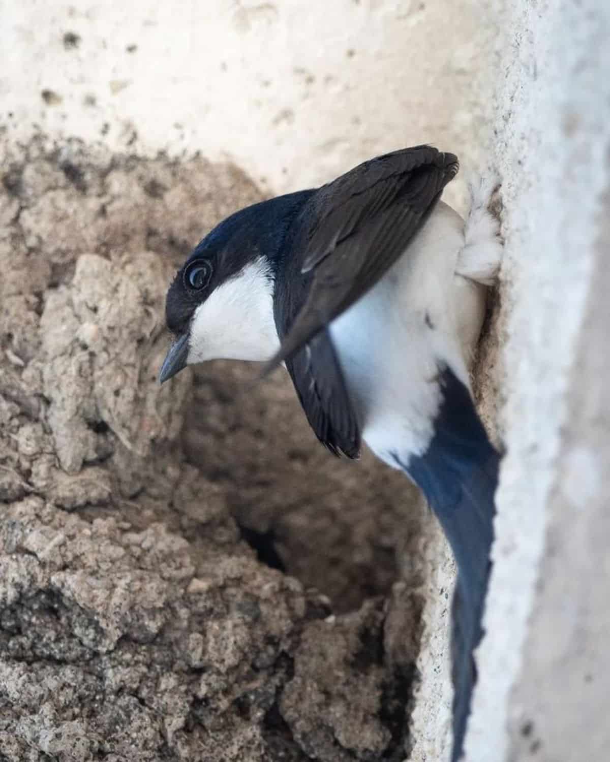 An adorable Common House Martin near a nest on a wall.