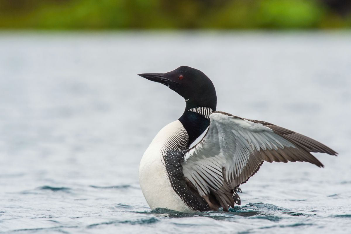 A beautiful Common Loon flying off from the water.