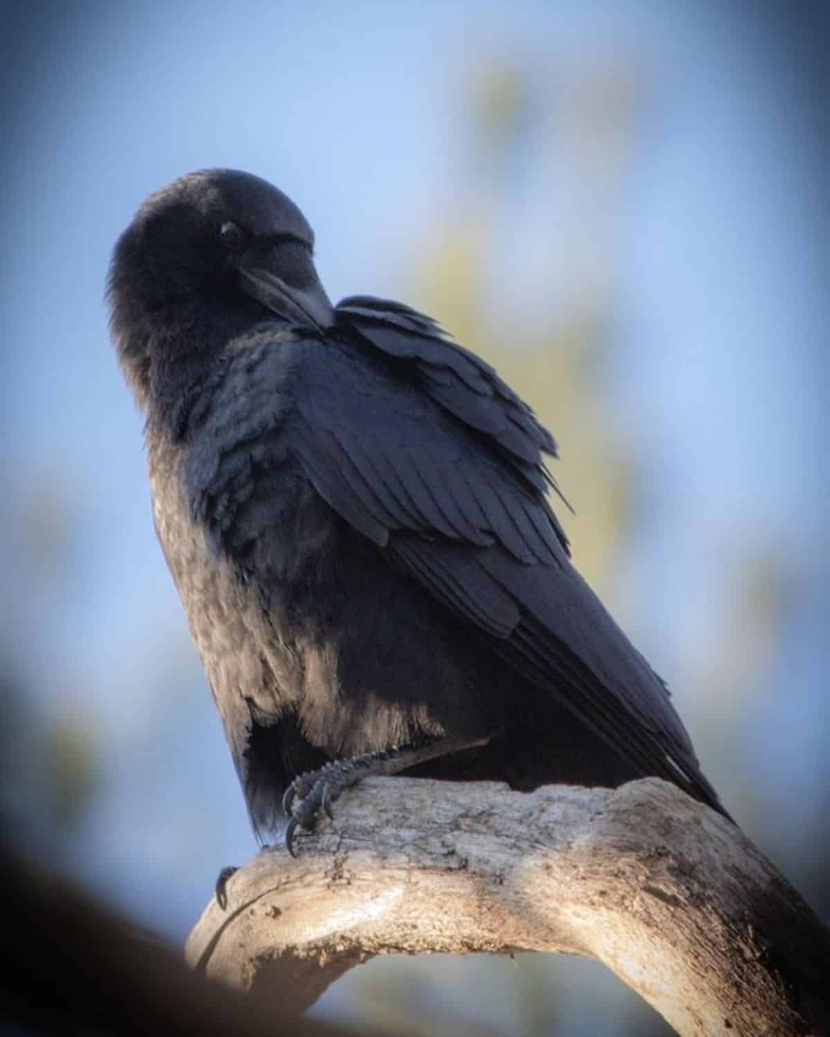 A beautiful black crow perched on a branch.