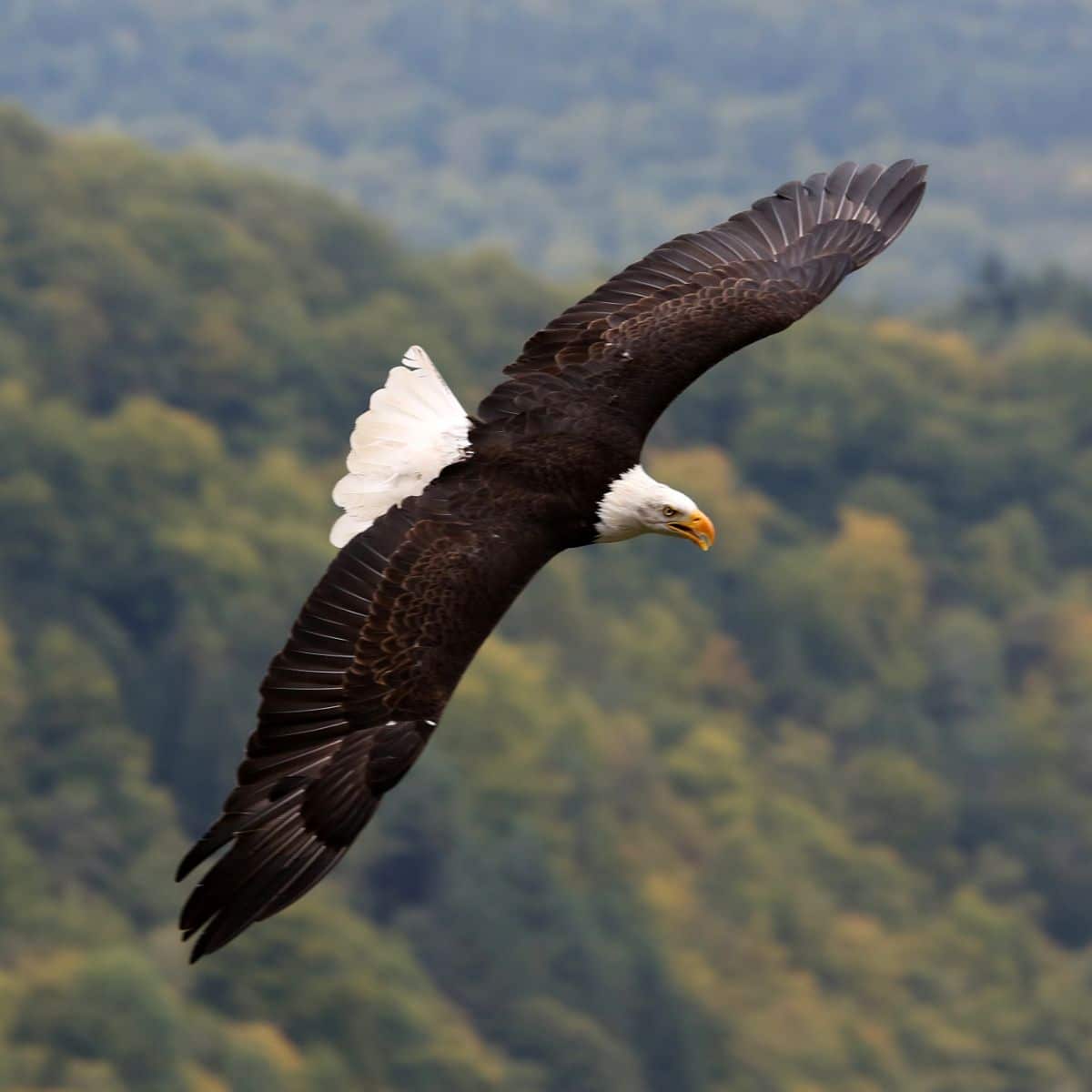 A majestic flying bald-head eagle.