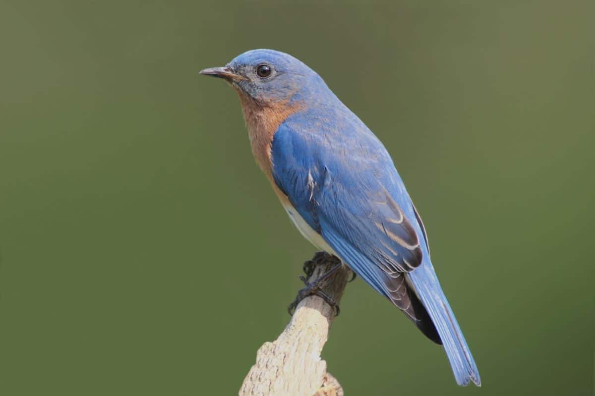 An adorable Eastern Bluebird perched on an old branch.