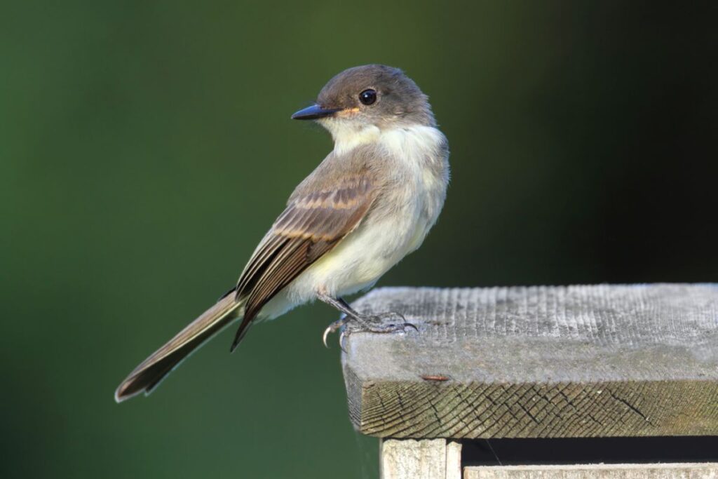 21 Birds That Eat Mosquitoes (& How To Attract Them) Bird Nature