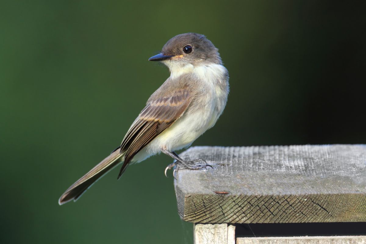An adorable Eastern Phoebe perched on a wooden board.