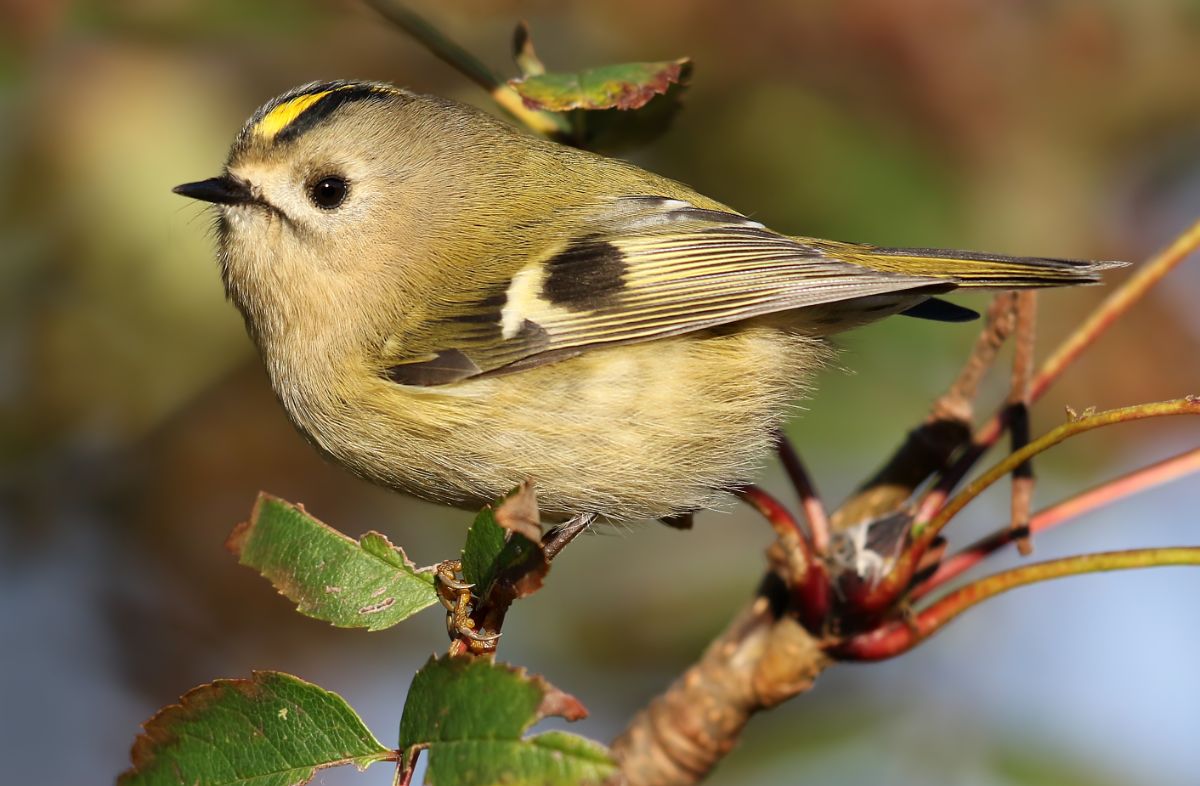 An adorable Goldcrest perched on a branch.