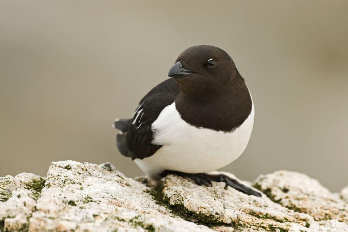 An adorable Little Auk perched on a rock.