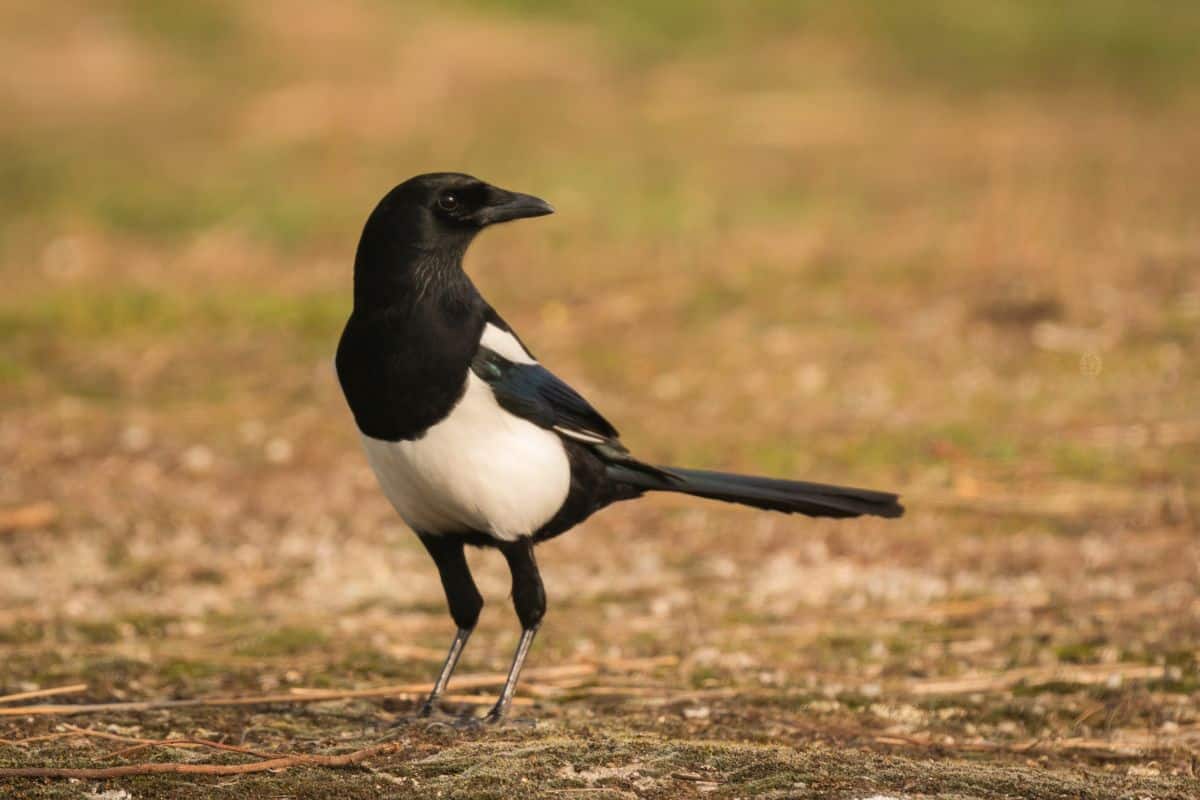 An adorable Magpie is standing on the ground.