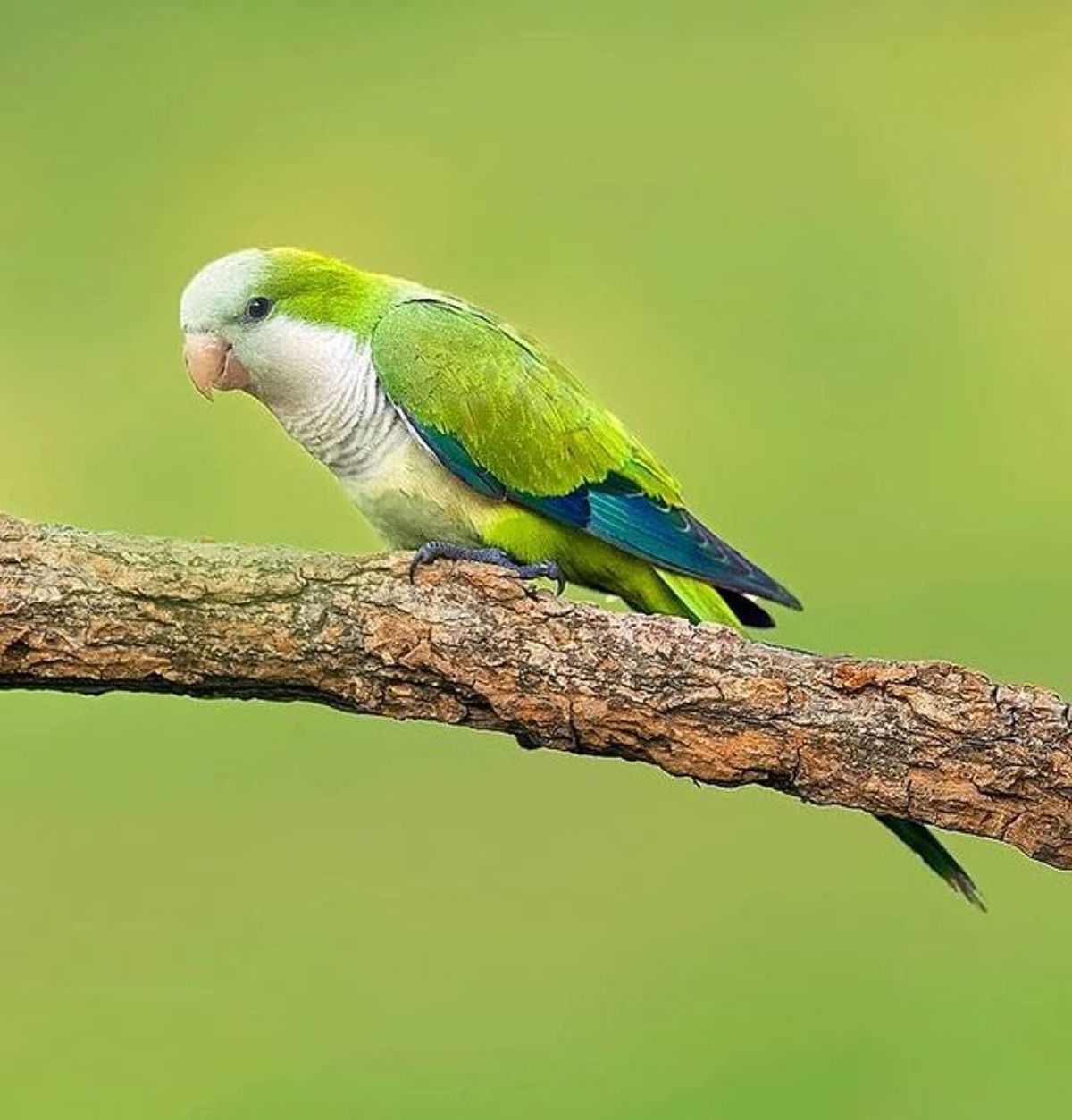 An adorable Monk Parakeet perched on an old branch.