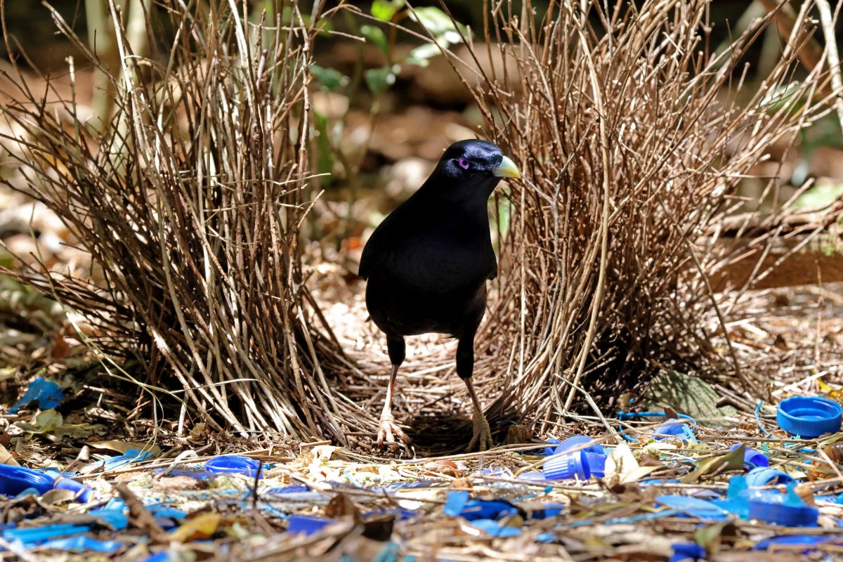 A beautiful Satin Bowerbird is standing on the ground.