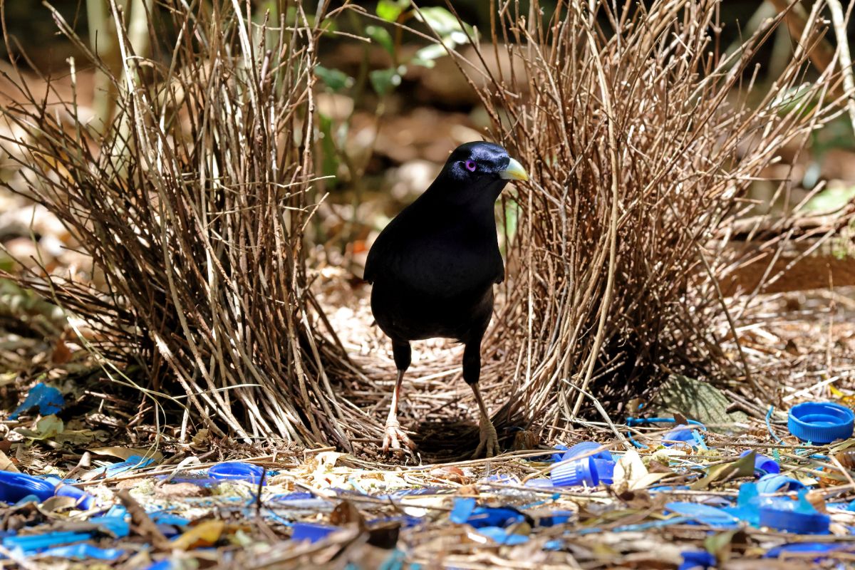 A beautiful Satin Bowerbird is standing on the ground.