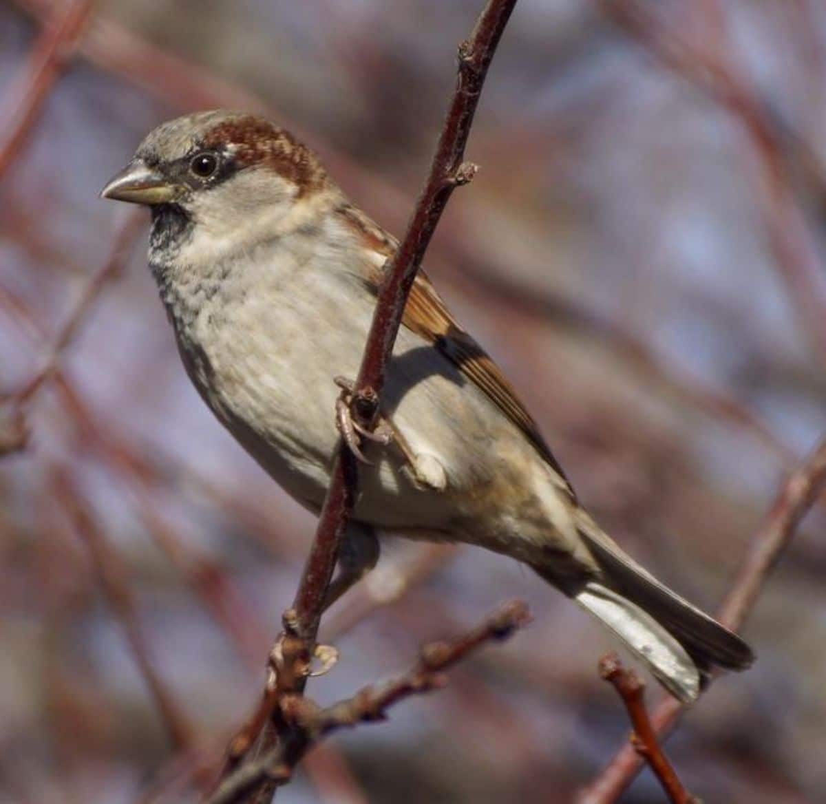 An adorable Sparrow perched on a thin branch.