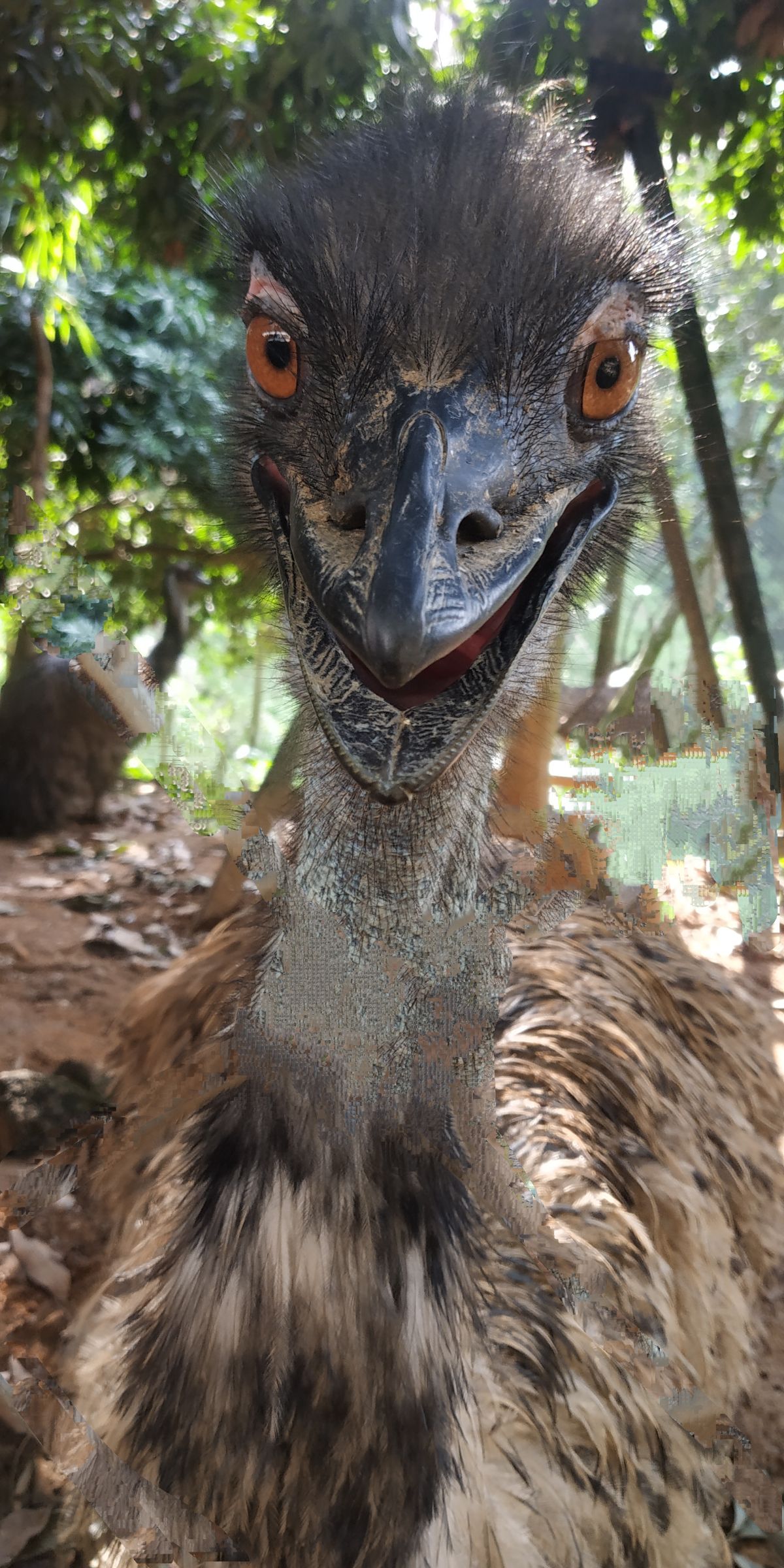A close-up of a Tasmaniam Emu head.
