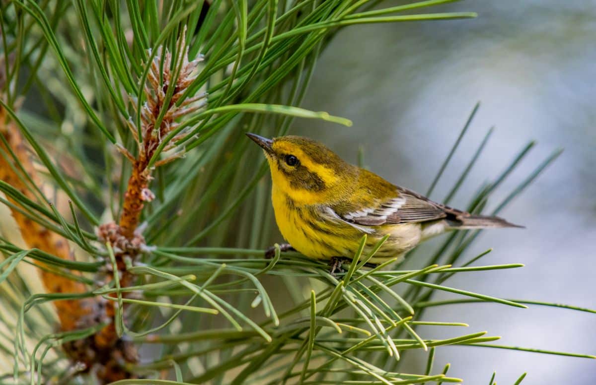 An adorable Townsend’s Warbler perched on a pine.