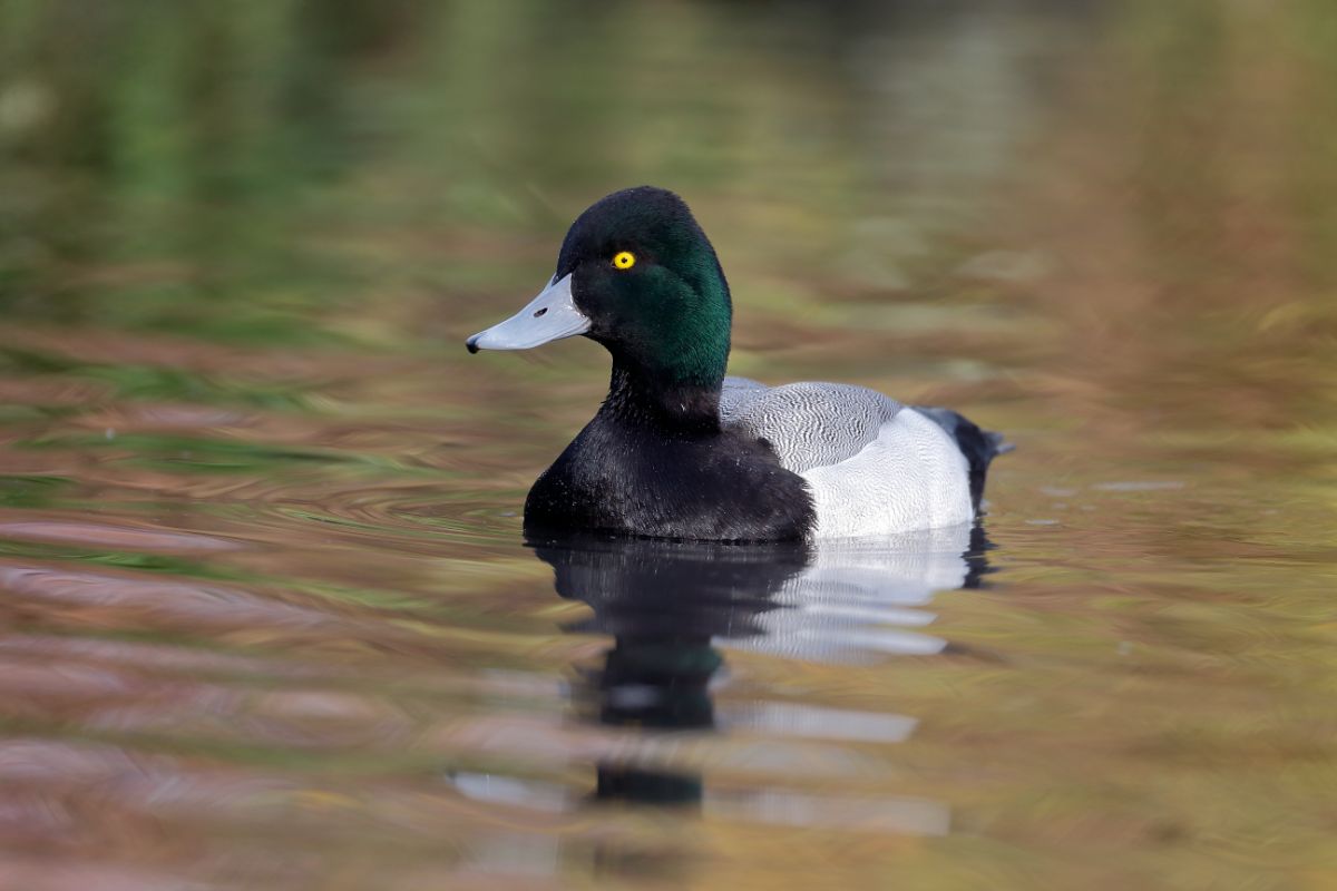 A beautiful Greater Scaup swimming in the water.