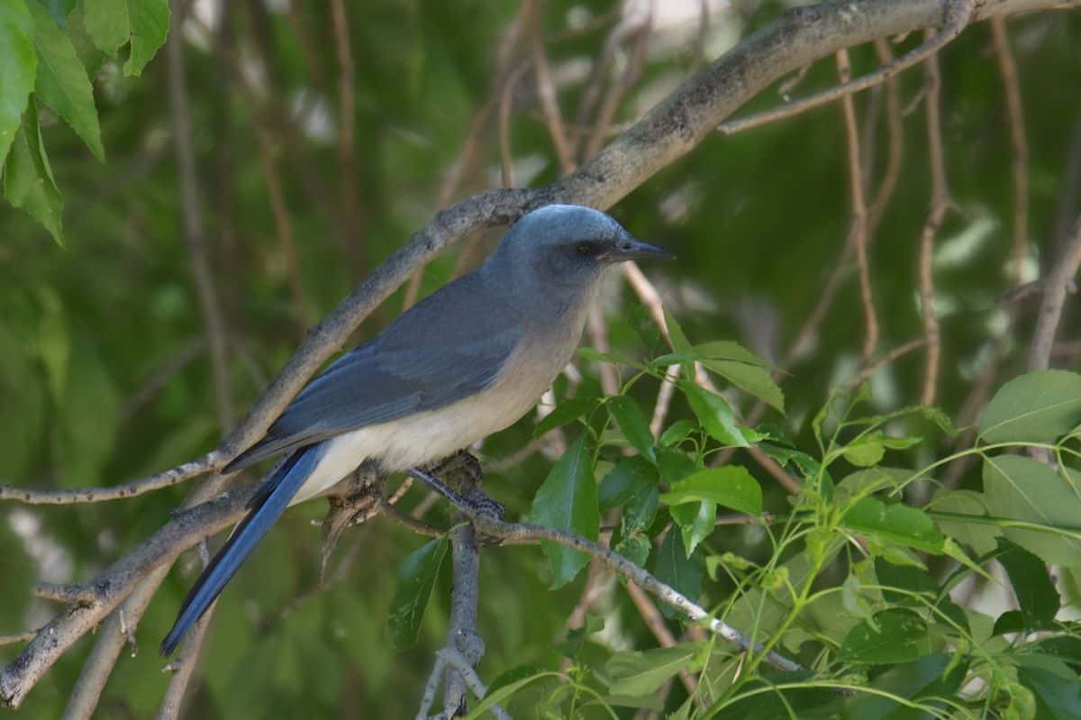 An adorable Mexican Jay perched on a branch.