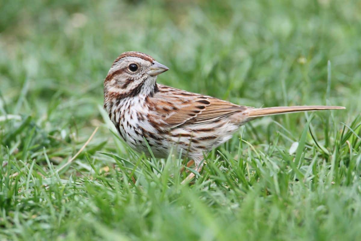 An adorable Song Sparrow standing in the grass.