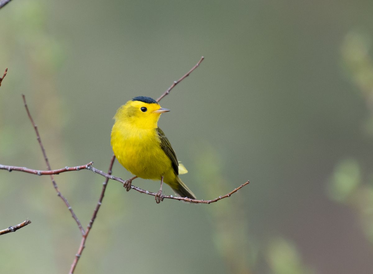 A cute Wilson's Warbler perched on a thin branch.