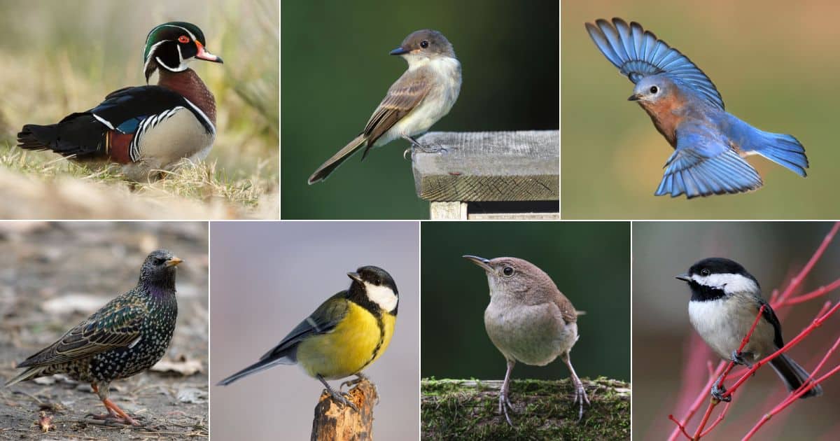 21 Birds That Eat Mosquitoes (& How To Attract Them) facebook image.