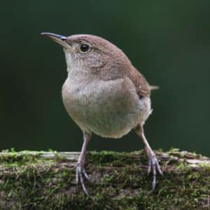 An adorable House Wren perched on a moss-covered board.