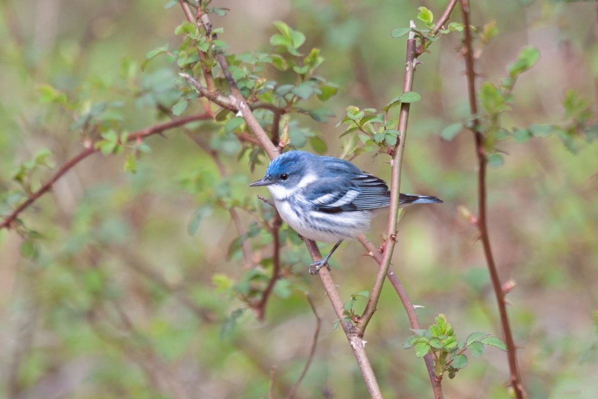 An adorable Cerulean Warbler perched on a branch.